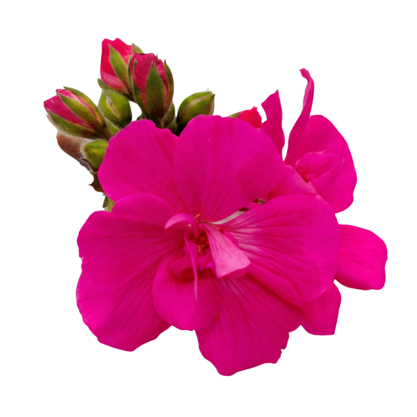 Amazing® Purple
