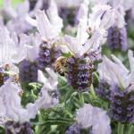 LAVINNOVA® Lavandula 'Blush'