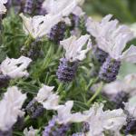 LAVINNOVA® Lavandula 'Blush'