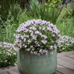 LAVINNOVA® Lavandula 'Blush'