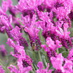 LAVINNOVA® Lavandula 'Hot Pink'