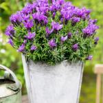 LAVINNOVA® Lavandula 'Intense Purple'