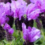 LAVINNOVA® Lavandula 'Intense Purple'
