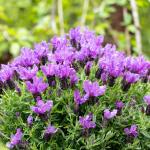 LAVINNOVA® Lavandula 'Intense Purple'