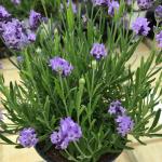 Lavandula Angustifolia ‘Thumbelina®’
