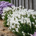 LAVINNOVA® Lavandula 'Pure White'