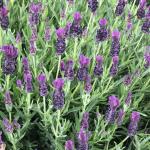LAVINNOVA® Lavandula 'Plum Delight'
