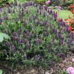 LAVINNOVA® Lavandula 'Plum Delight'