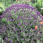 LAVINNOVA® Lavandula 'Plum Delight'