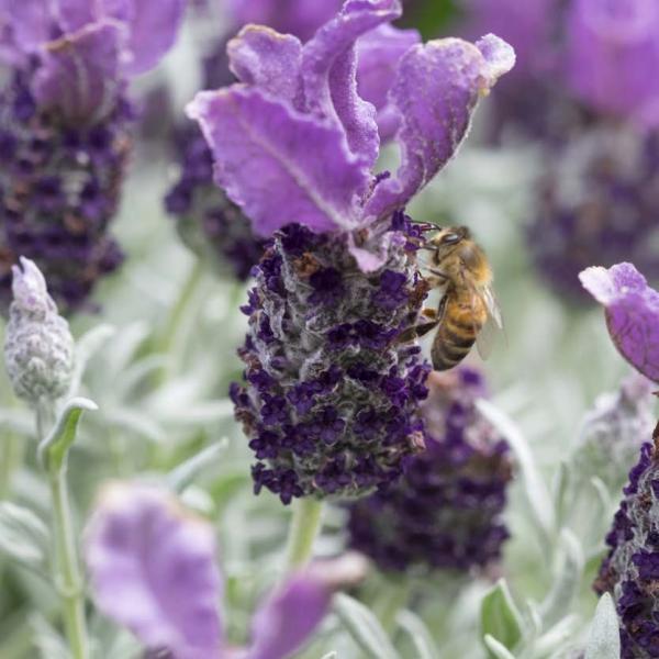 LAVINNOVA® Lavandula 'Plum Delight'