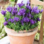 LAVINNOVA® Lavandula 'Purple Supreme'