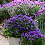 LAVINNOVA® Lavandula 'Purple Supreme'