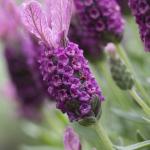 LAVINNOVA® Lavandula 'Rose Pink'
