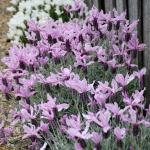 LAVINNOVA® Lavandula 'Silver Princess'