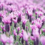LAVINNOVA® Lavandula 'Silver Princess'