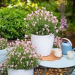 LAVINNOVA® Lavandula 'The Baby Pink Princess'