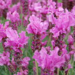 LAVINNOVA® Lavandula 'The Princess'