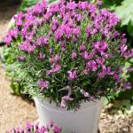 LAVINNOVA® Lavandula 'The Princess'