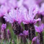 LAVINNOVA® Lavandula 'The Queen'