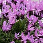 LAVINNOVA® Lavandula 'The Queen'