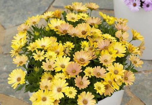 Our first cooperation - Sakata