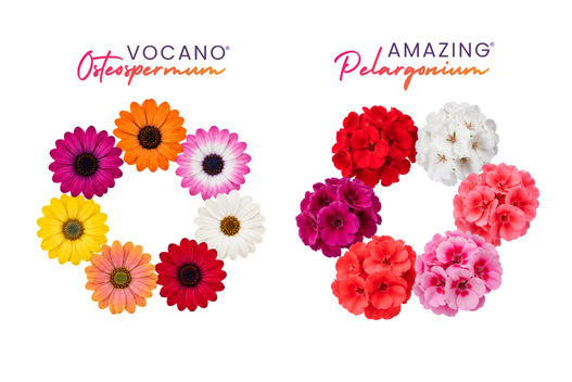Hasfarm Europe's new collaboration with Emsflower in Germany