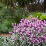 LAVINNOVA® Lavandula 'Frost Pink'