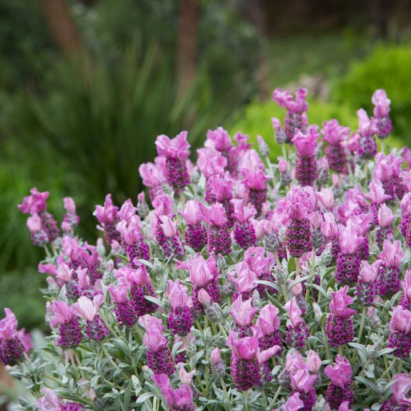LAVINNOVA® Lavandula 'Frost Pink'