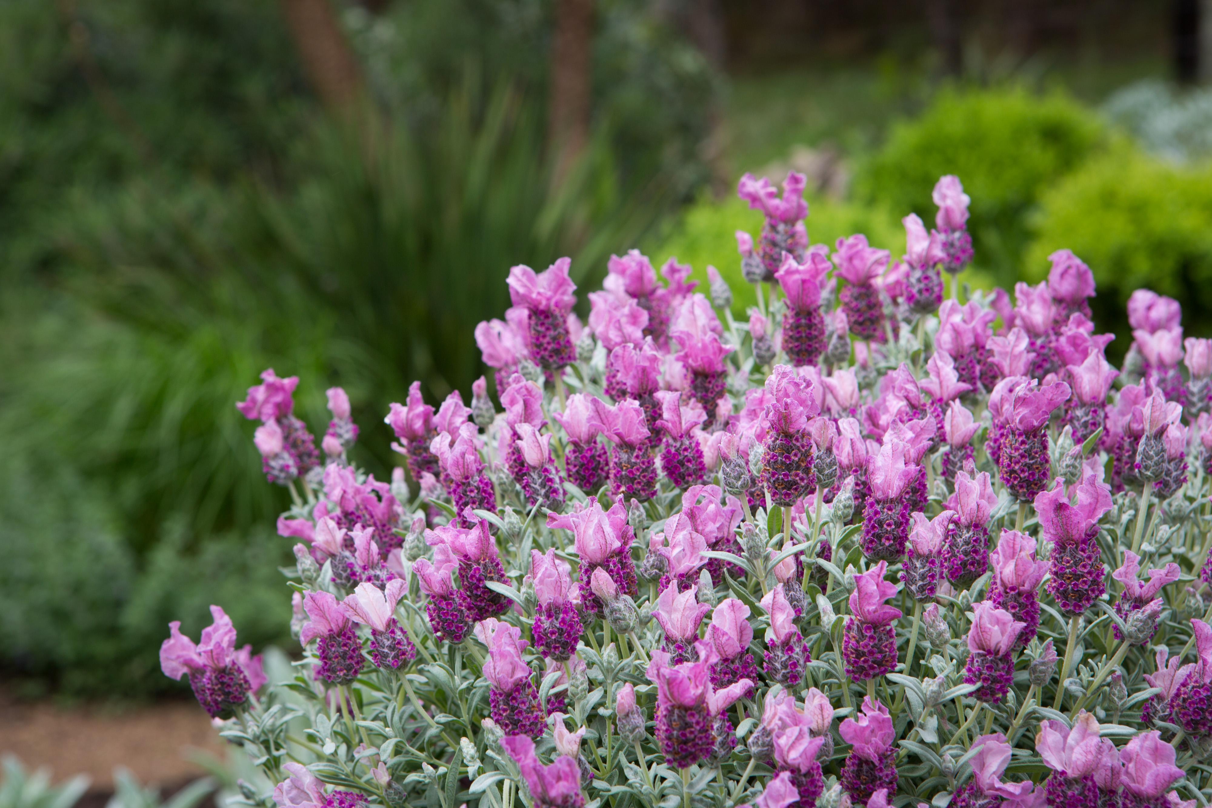 LAVINNOVA® Lavandula 'Frost Pink'