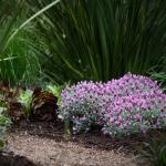 LAVINNOVA® Lavandula 'Frost Pink'