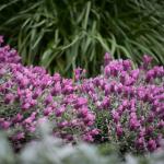 LAVINNOVA® Lavandula 'Frost Pink'