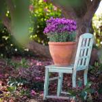 LAVINNOVA® Lavandula 'Hot Pink'