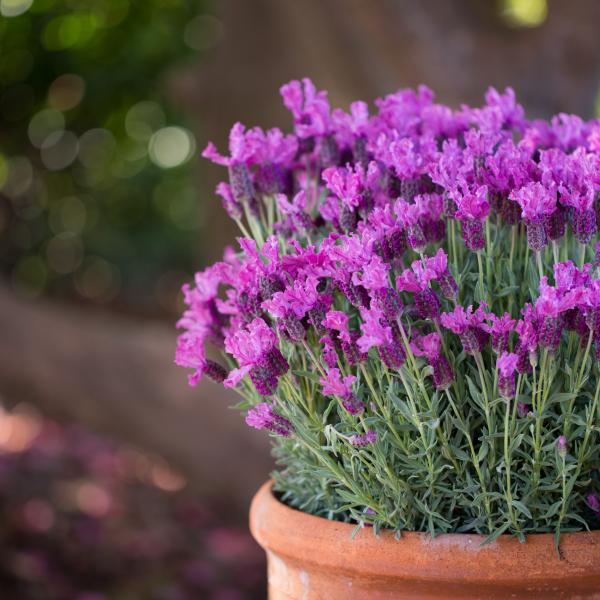 LAVINNOVA® Lavandula 'Hot Pink'