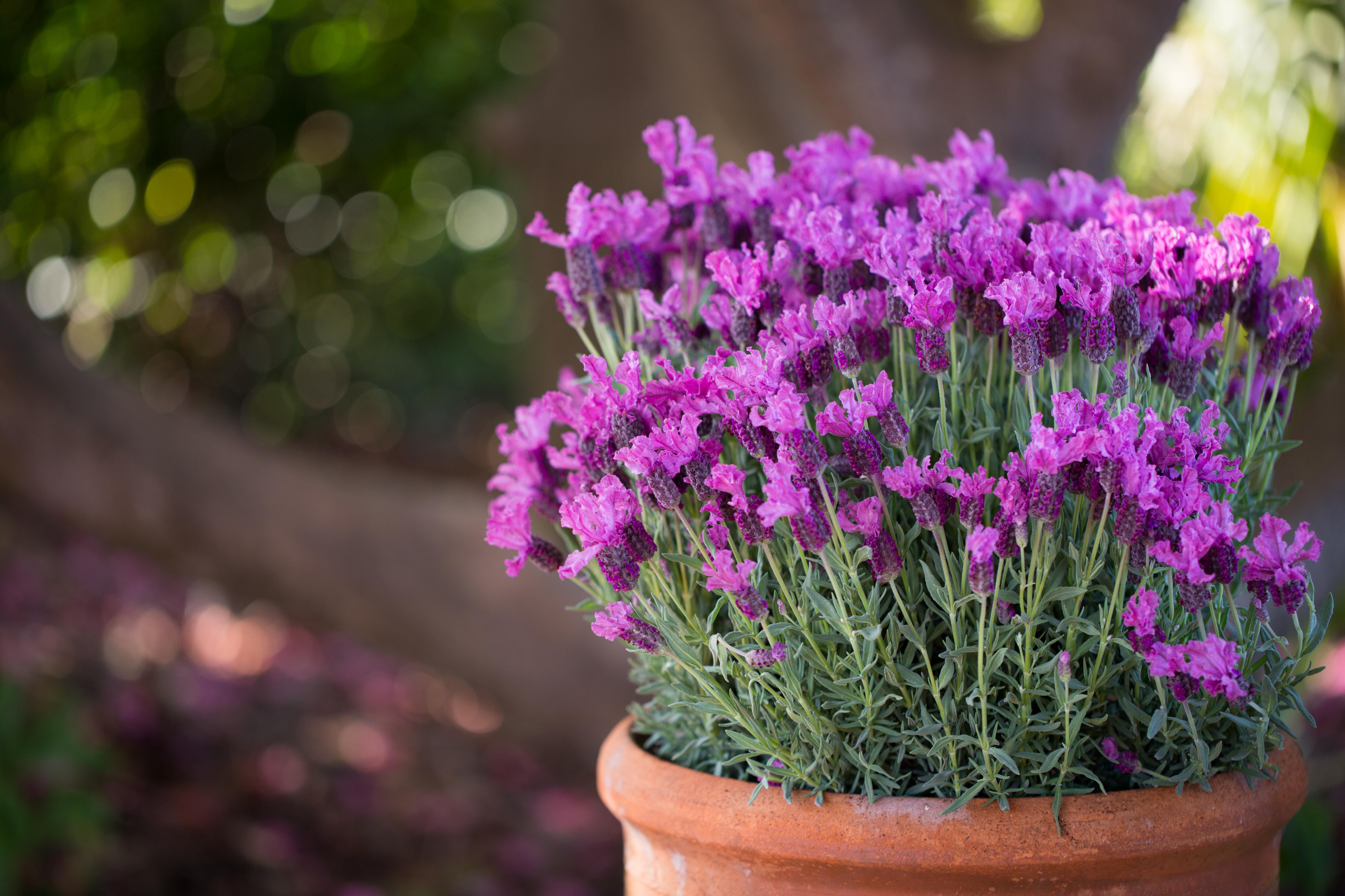 LAVINNOVA® Lavandula 'Hot Pink'