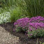 LAVINNOVA® Lavandula 'Hot Pink'