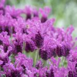 LAVINNOVA® Lavandula 'Hot Pink'