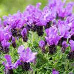 LAVINNOVA® Lavandula 'Intense Purple'