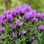 LAVINNOVA® Lavandula 'Intense Purple'