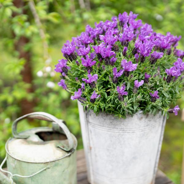 LAVINNOVA® Lavandula 'Intense Purple'