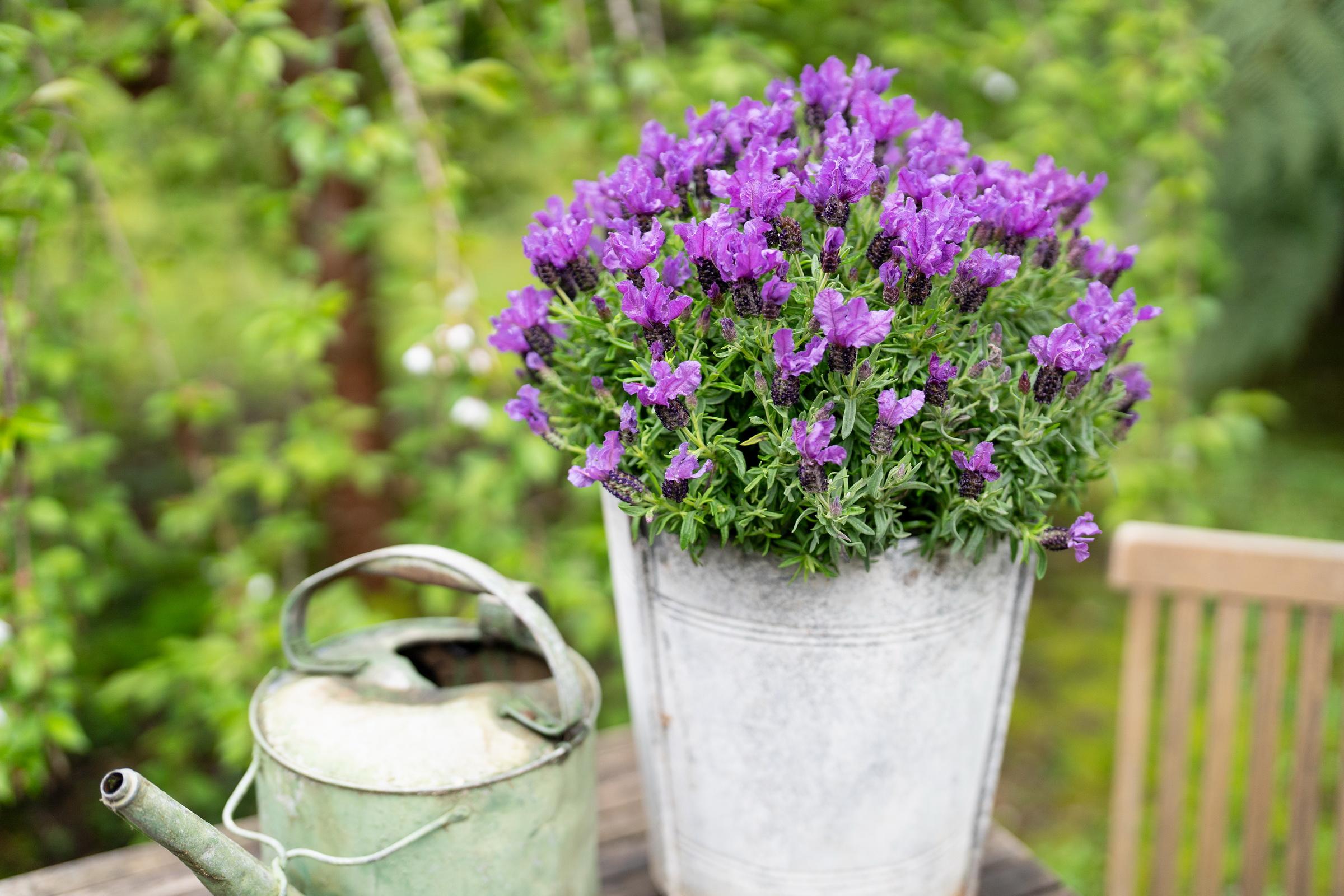 LAVINNOVA® Lavandula 'Intense Purple'