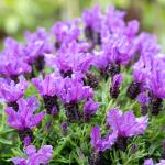LAVINNOVA® Lavandula 'Intense Purple'