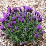 LAVINNOVA® Lavandula 'Intense Purple'