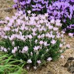 LAVINNOVA® Lavandula 'The Baby Pink Princess'