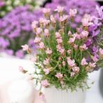 LAVINNOVA® Lavandula 'The Baby Pink Princess'