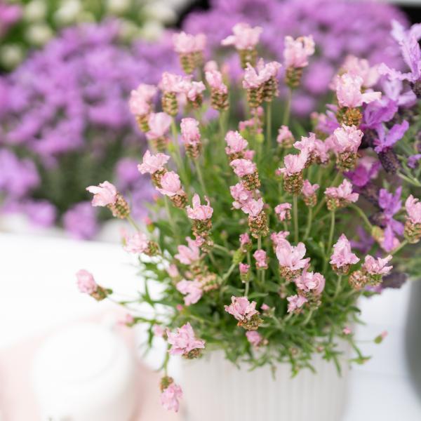 LAVINNOVA® Lavandula 'The Baby Pink Princess'
