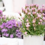 LAVINNOVA® Lavandula 'The Baby Pink Princess'