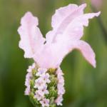 LAVINNOVA® Lavandula 'The Baby Pink Princess'