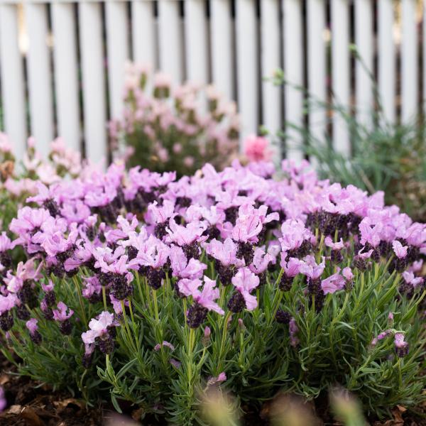 LAVINNOVA® Lavandula 'Lilac Sensation'