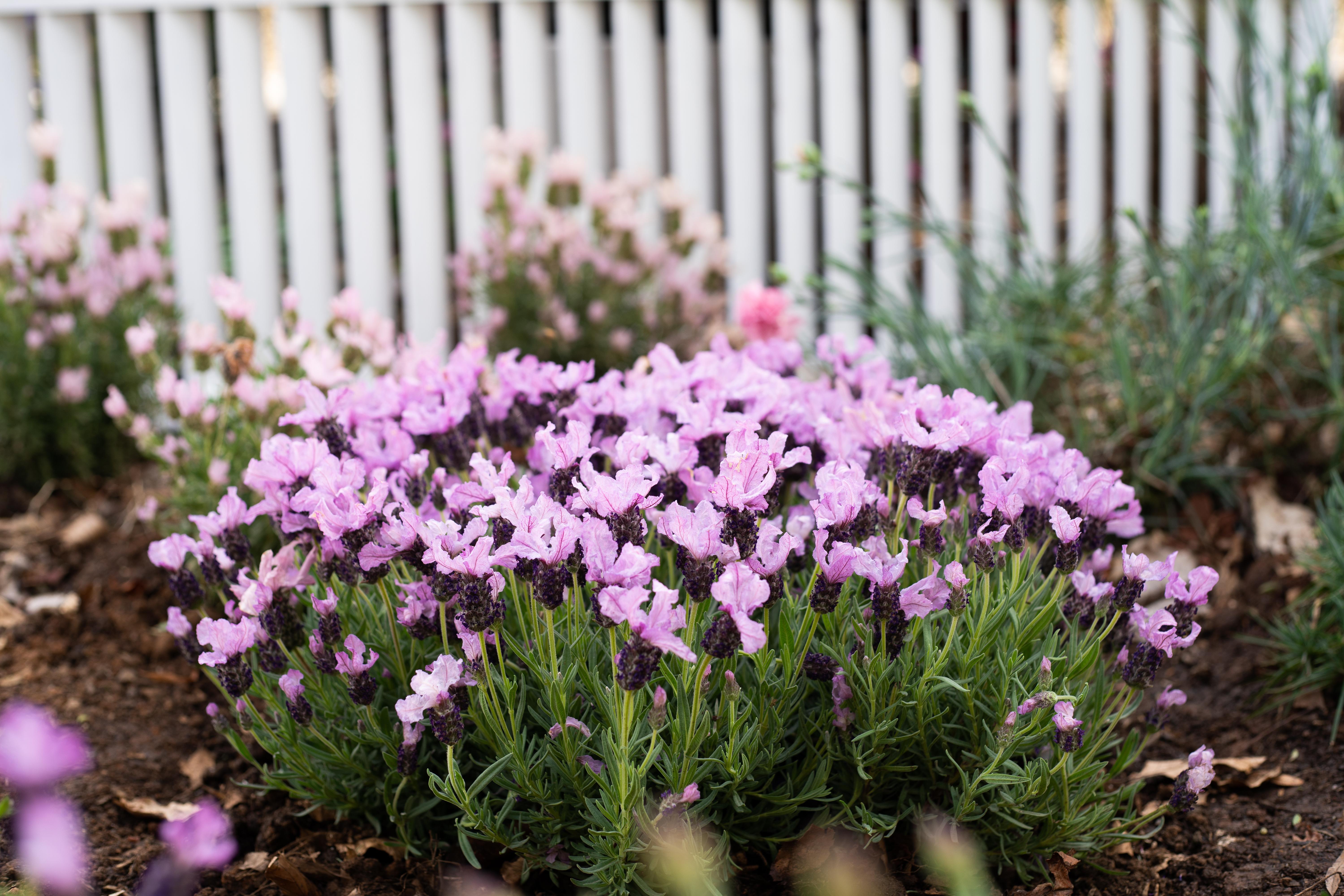 LAVINNOVA® Lavandula 'Lilac Sensation'