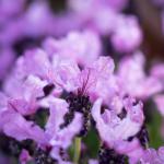 LAVINNOVA® Lavandula 'Lilac Sensation'